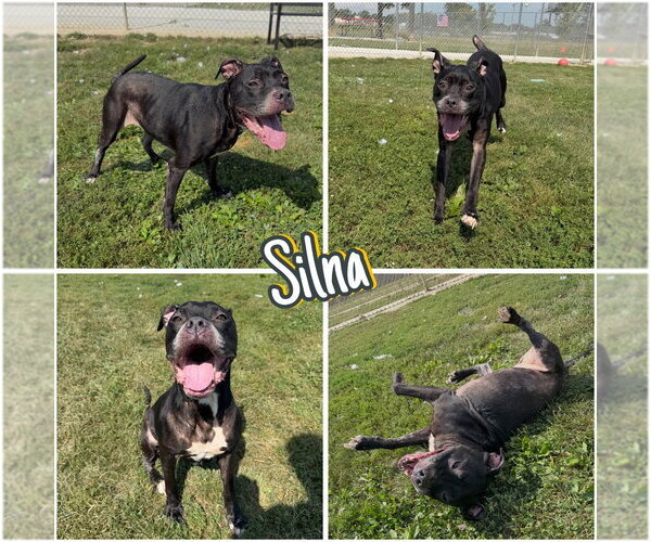 Medium Photo #1 Staffordshire Bull Terrier-Unknown Mix Puppy For Sale in Pierceton , IN, USA