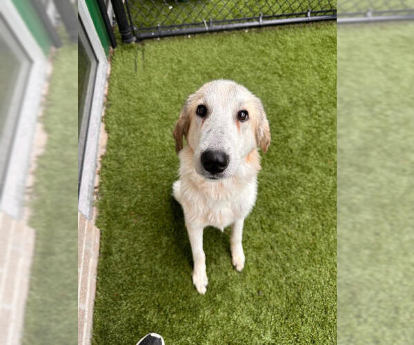 Medium Photo #3 Great Pyrenees-Unknown Mix Puppy For Sale in Dallas, TX, USA