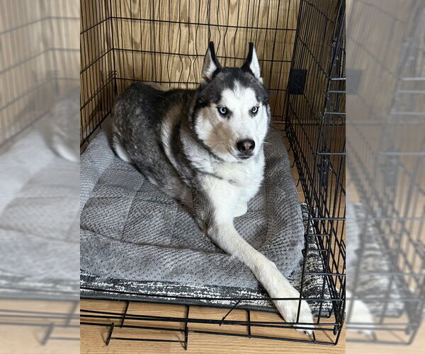 Medium Photo #1 Siberian Husky Puppy For Sale in Ogden, UT, USA