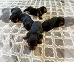 Small #4 Rottweiler