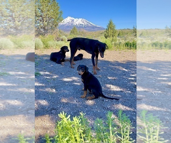 Medium Photo #11 Doberman Pinscher Puppy For Sale in HAMMOND RANCH, CA, USA