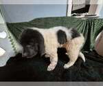 Small Photo #26 Newfoundland Puppy For Sale in AURORA, IN, USA