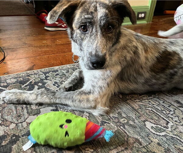 Medium Photo #2 Australian Shepherd-Unknown Mix Puppy For Sale in Brewster, NY, USA