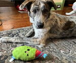 Small #1 Australian Shepherd Mix