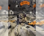 Small #13 French Bulldog