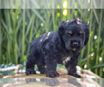 Small Photo #21 Cocker Spaniel Puppy For Sale in BALTIC, OH, USA