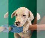 *MILO JAMES - Male Mutt Dog for Adoption - Small photo