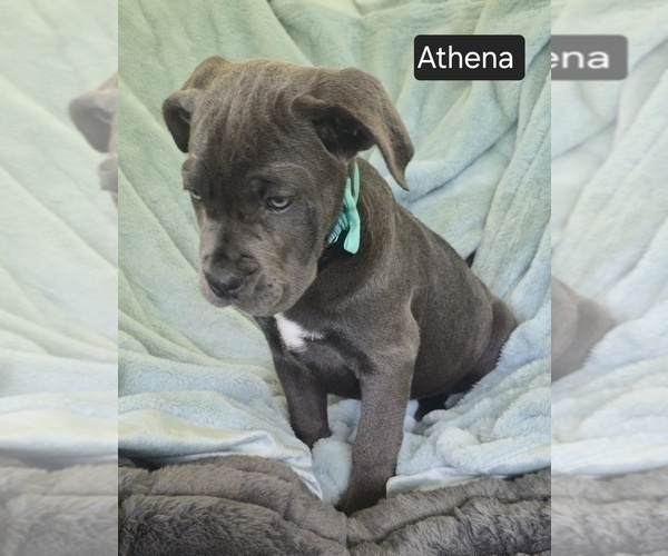 Medium Photo #3 Cane Corso Puppy For Sale in MINERAL WELLS, WV, USA