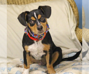 Dachshund-Unknown Mix Dogs for adoption in Cranston, RI, USA