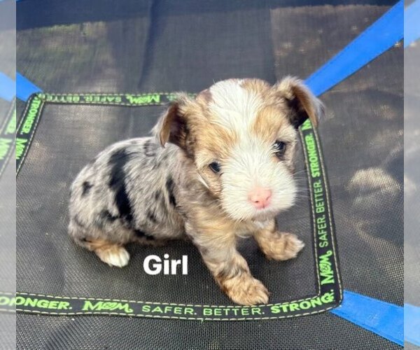 Medium Photo #12 Yorkshire Terrier Puppy For Sale in SCHERTZ, TX, USA