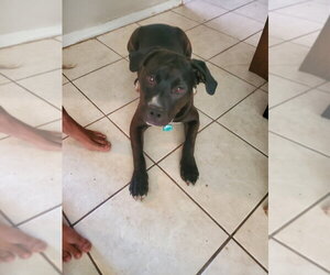 LUCKY - Male American Pit Bull Terrier-Unknown Mix Dog for Adoption - Photo #7