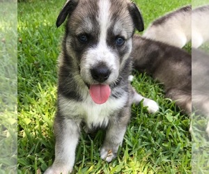 Siberian Husky-Unknown Mix Puppy for sale in ALBANY, GA, USA