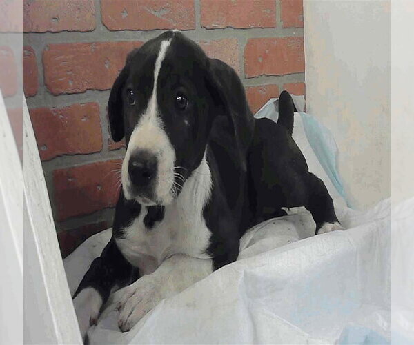 Medium Photo #1 Great Dane Puppy For Sale in Bullard, TX, USA