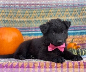 German Shepherd Dog Puppy for sale in LANCASTER, PA, USA