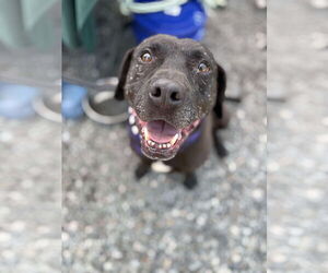 Mutt Dogs for adoption in Westwood, NJ, USA