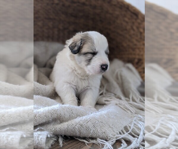 Medium Photo #48 Great Pyrenees Puppy For Sale in FALCON, CO, USA