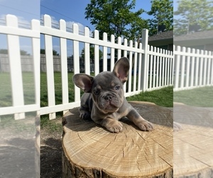 French Bulldog Puppy for Sale in WATAUGA, Texas USA