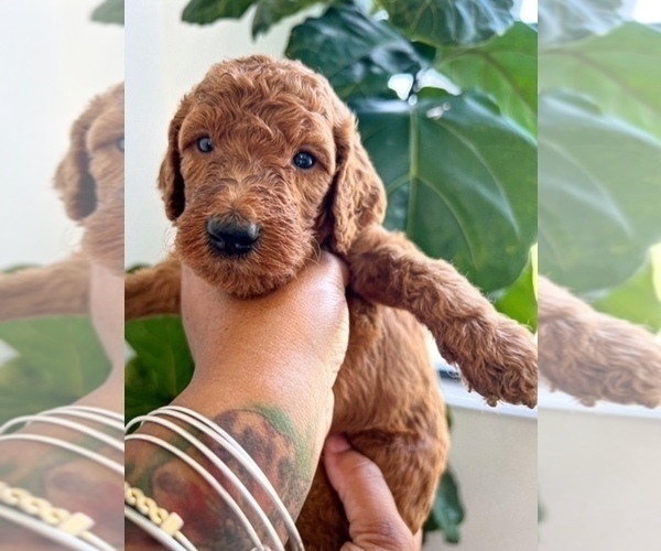 Medium Photo #5 Goldendoodle Puppy For Sale in JACKSONVILLE, FL, USA