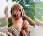 Small Photo #5 Goldendoodle Puppy For Sale in JACKSONVILLE, FL, USA