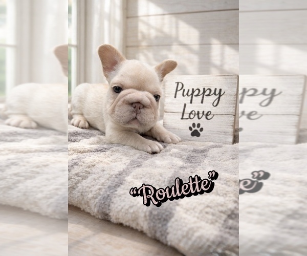 Medium Photo #1 French Bulldog Puppy For Sale in EWA BEACH, HI, USA