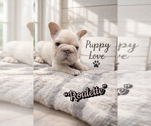 French Bulldog Puppy for Sale in EWA BEACH, Hawaii USA