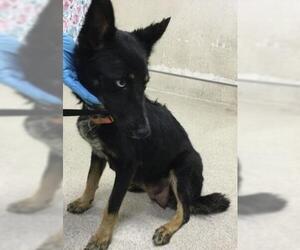 Siberian Husky-Unknown Mix Dogs for adoption in Riverside, CA, USA