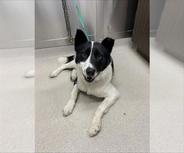 Medium Photo #1 Karelian Bear Dog-Siberian Husky Mix Puppy For Sale in Fairbanks, AK, USA