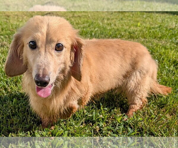 Medium Photo #2 Dachshund Puppy For Sale in Shelbyville, TN, USA