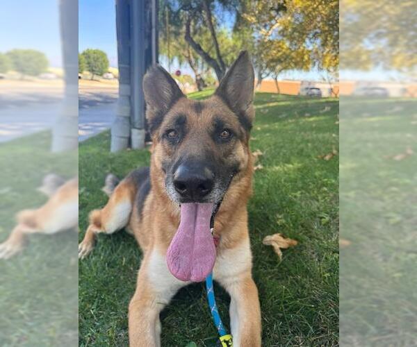 Medium Photo #4 German Shepherd Dog Puppy For Sale in Redlands, CA, USA