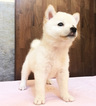 Small Photo #15 Shiba Inu Puppy For Sale in SAN FRANCISCO, CA, USA