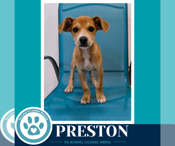 Medium Photo #3 French Bullhuahua Puppy For Sale in Kimberton, PA, USA