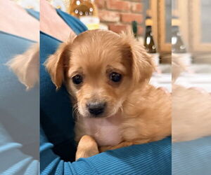 Chihuahua-Colonial Cocker Spaniel Mix Dogs for adoption in Banning, CA, USA