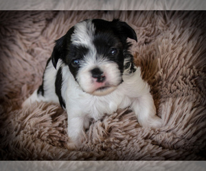 Yorkshire Terrier Puppy for sale in BOSTON, VA, USA
