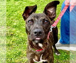 Small #4 Black Mouth Cur Mix