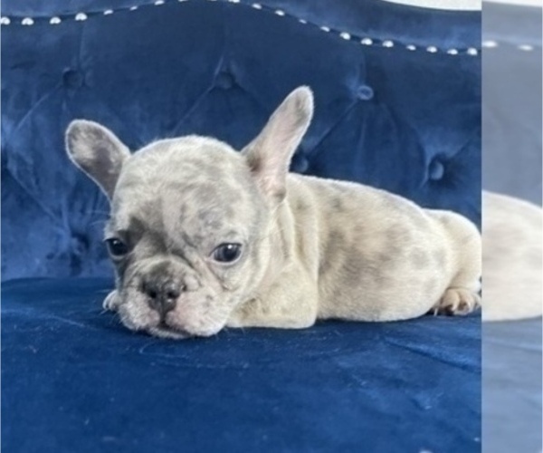 Medium Photo #24 French Bulldog Puppy For Sale in PALMDALE, CA, USA