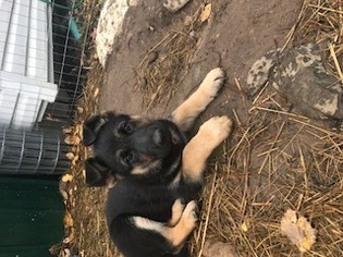 German Shepherd Dog Puppy for sale in HERMON, NY, USA