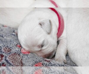 Medium English Cream Golden Retriever