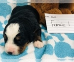 Small Photo #17 Bernese Mountain Dog Puppy For Sale in ATKINSON, NE, USA