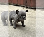 Puppy Jameson French Bulldog