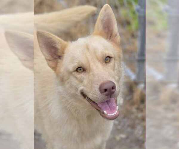 Medium Photo #3 Goberian Puppy For Sale in Crandall, GA, USA