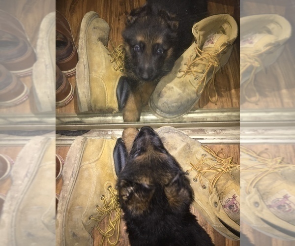 Medium Photo #2 German Shepherd Dog Puppy For Sale in HOUSTON, TX, USA