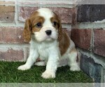 Small #3 Cavalier King Charles Spaniel