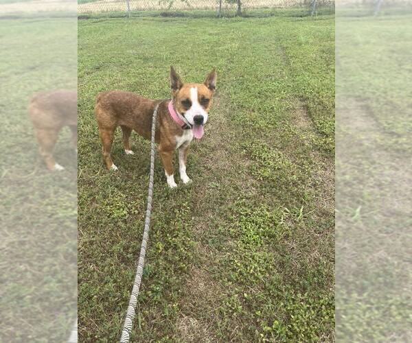 Medium Photo #1 Mutt Puppy For Sale in Abbeville, LA, USA