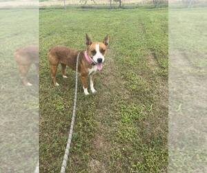 Mutt Dogs for adoption in Abbeville, LA, USA