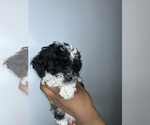 Puppy Clover Lhasa-Poo