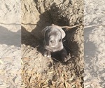 Puppy Black collar Cane Corso