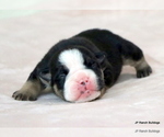Small #11 Bulldog