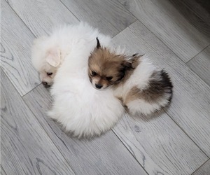 Pomeranian Puppy for sale in SPOTSYLVANIA, VA, USA