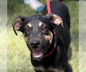 Labrador Retriever-Unknown Mix Dogs for adoption in Yardley, PA, USA