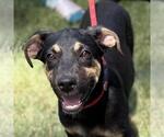 Small Labrador Retriever Mix